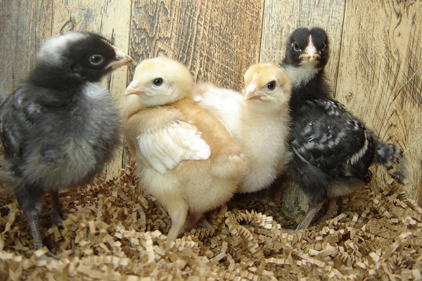 8 Pullet Chicks Week 2 - 2 Barred Rock & 2 Gold Comet